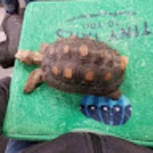 Meet your Posher, Sharon